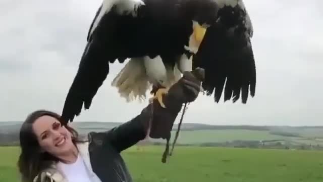 Ten kilograms is the largest subspecies of eagles And the woman feeds it on her hand