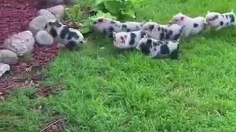 pet flower pig