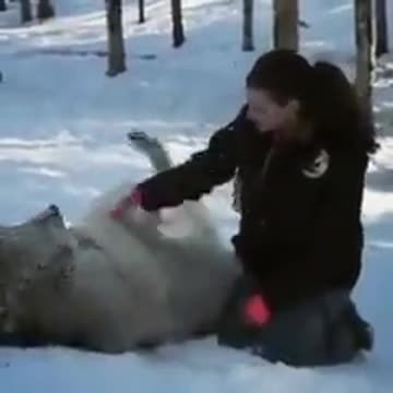 When you live in the woods with wolves