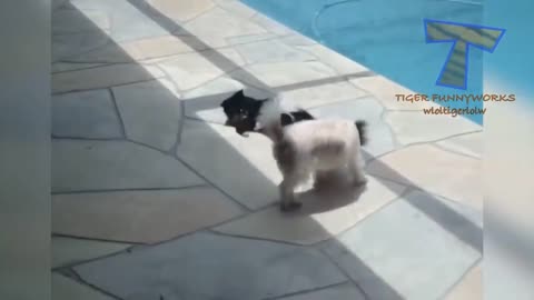 Funny cat videos#6