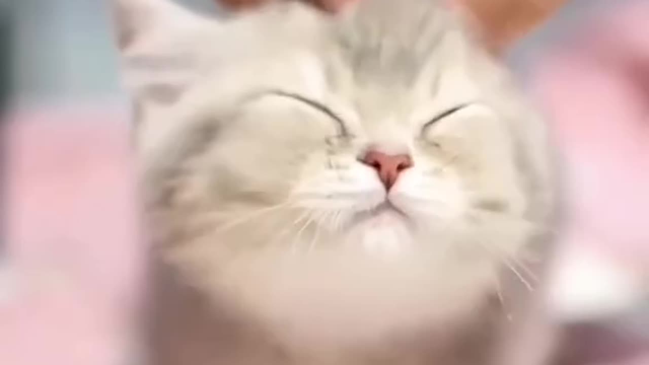 Cat 😺