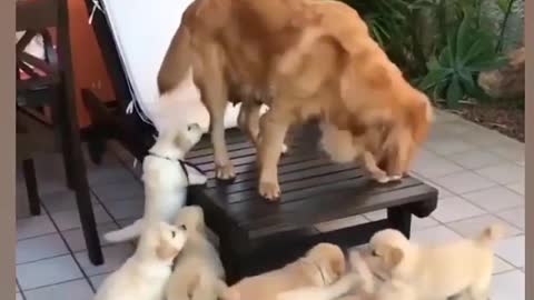 Cute puppy video