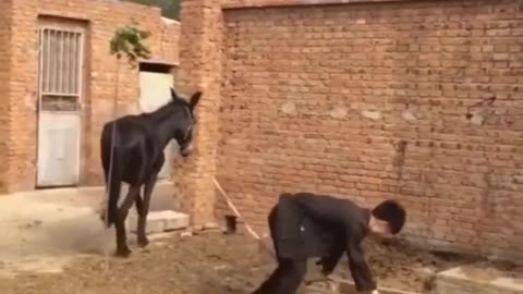 Donkey vs Man Funny