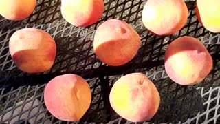 Peaches Ripening In The Sun