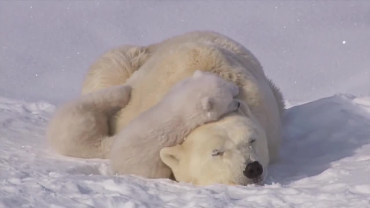 Cute bear with her child