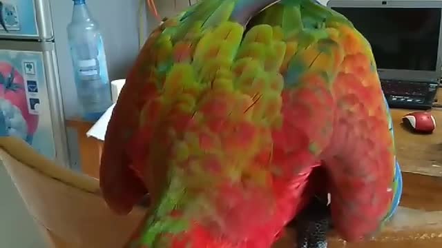 the parrot is so cute and very intelligent