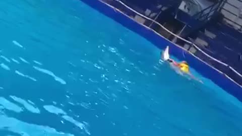 Dolphin rolls a boy