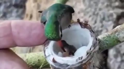 Tiny Hummingbird chicks..