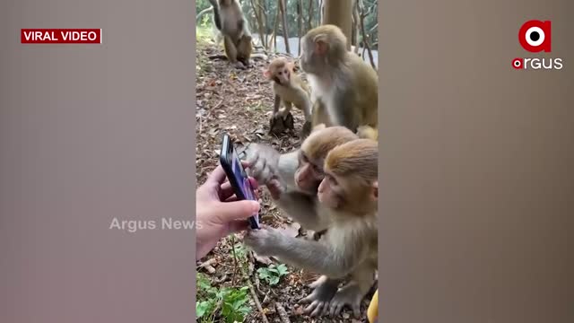 Monkey's curiosity #for mobile#