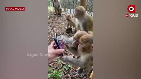 Monkey's curiosity #for mobile#