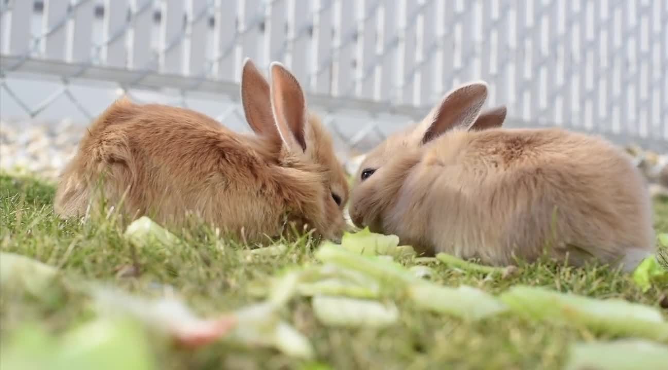 Two Brown Rabbits। Brown Color rabbit
