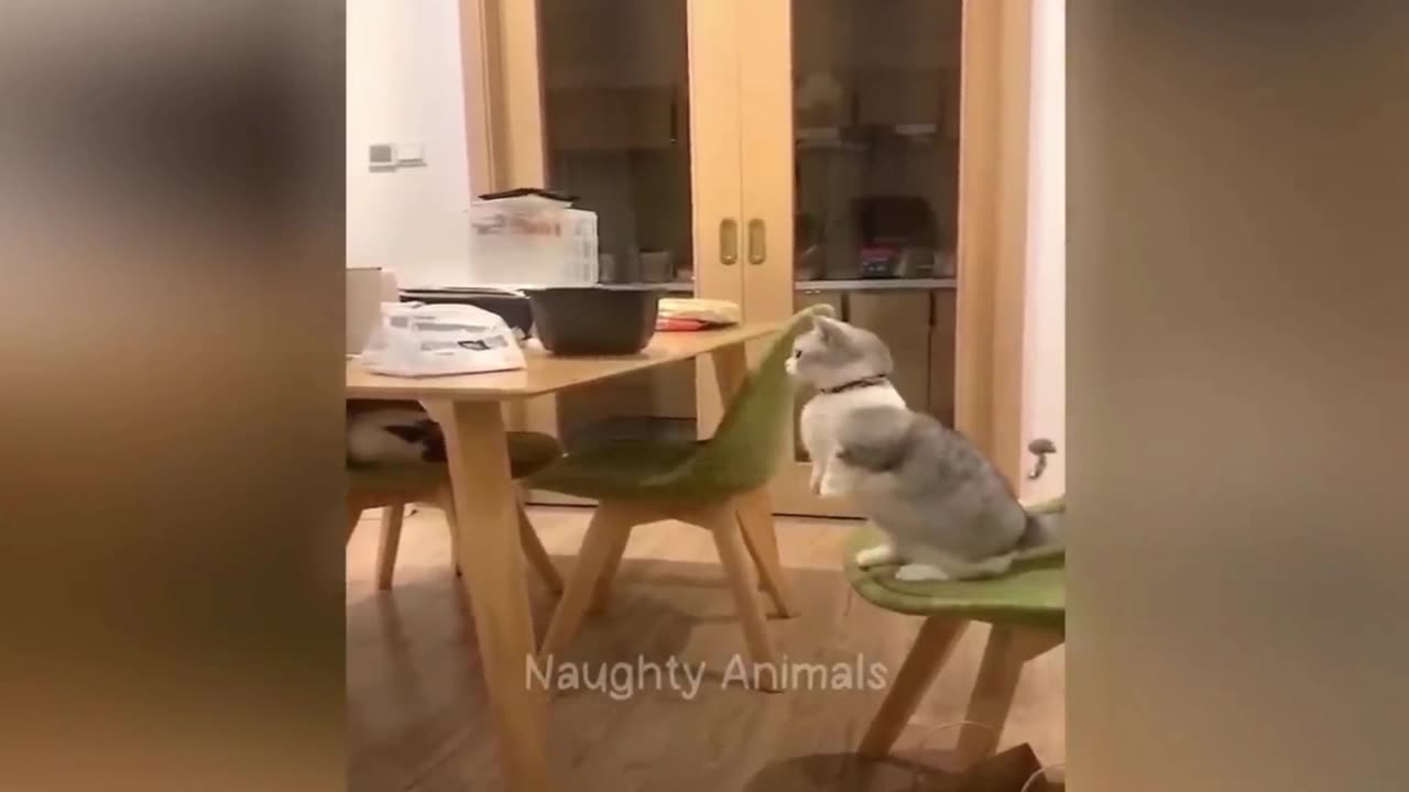 Funniest Animals π
New Funny Cats and Dogs Videos πΈπΆ Part 16