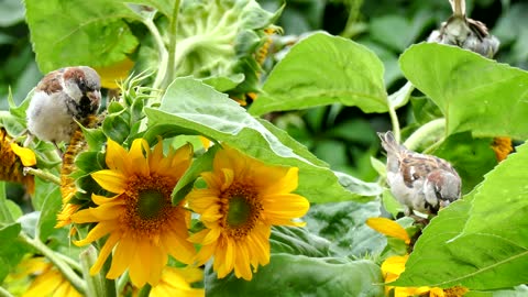 Beautiful Bird On Flower