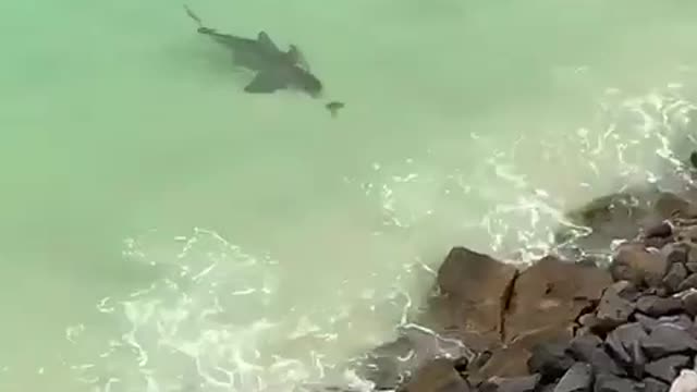 Shark grabs a bite to eat in Destin