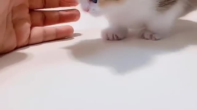 So cute kitten