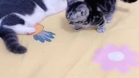 Baby Funny Cute Kittens