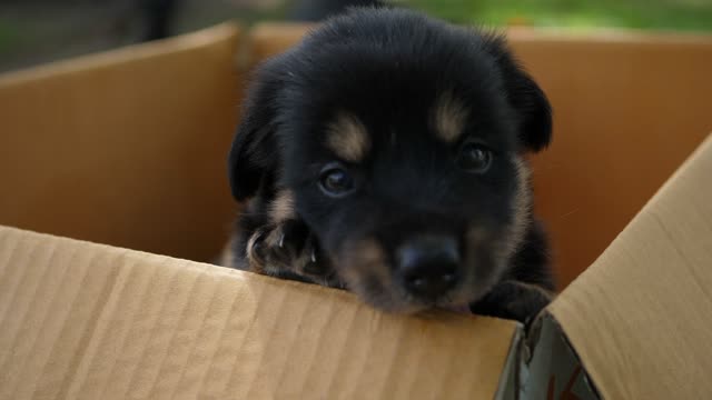 Baby Puppy Wants To Play