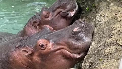 Hungry Hippos Enjoy Pumpkin Treats