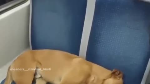 Funny Dog in Train