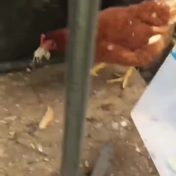 Have a mouse problem? That's ok, get a chicken to kill them lol