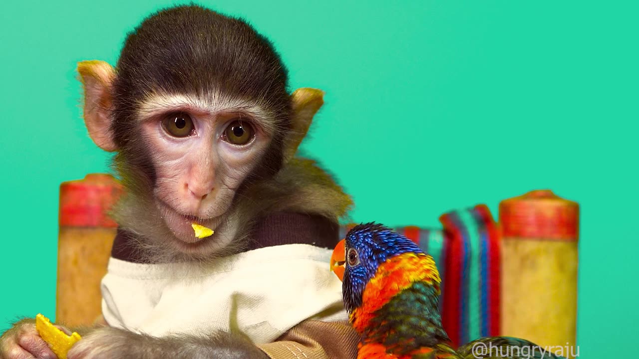 Monkey Raju and his Parrot friend lorikeet