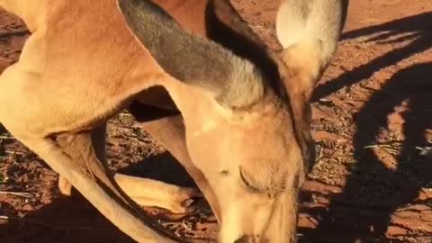 Kangaroos Love Corn