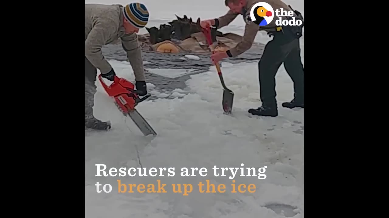 Herd of Elk Rescued After Falling Through Ice | The Dodo