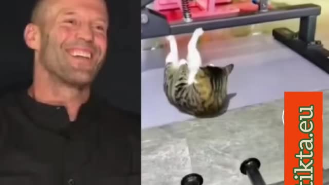 Funny Cat made drills in a gym & astonished Jason Statham