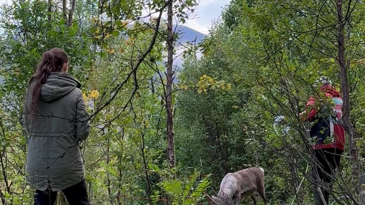 Rescuing A Reindeer In The Wilderness