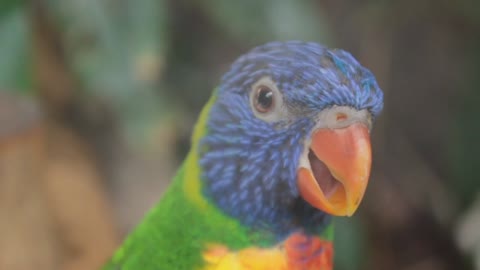 Stress Relieving Video