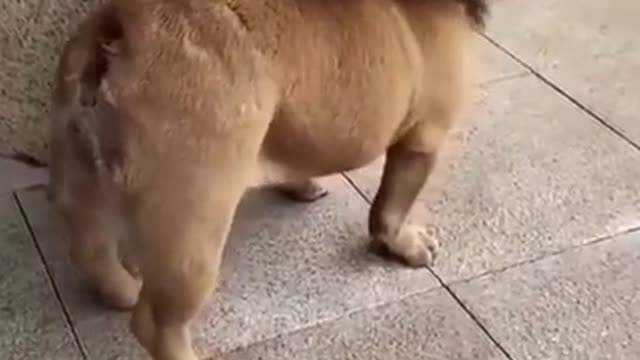 Funny Lion Animals