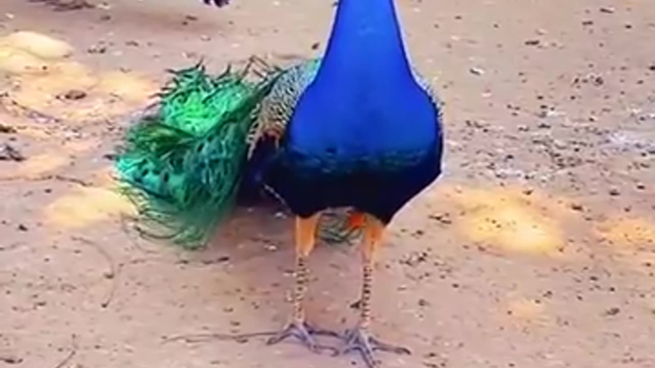 The most beautiful voice of a peacock