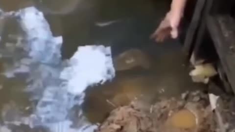 dangerous video crocodile