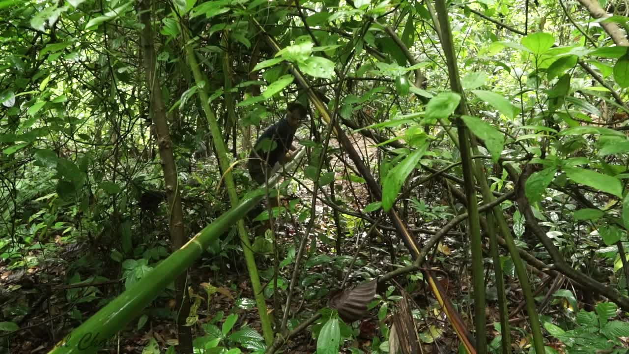 Endurance | Primitive innovation | Taking Water From Stream To Bamboo