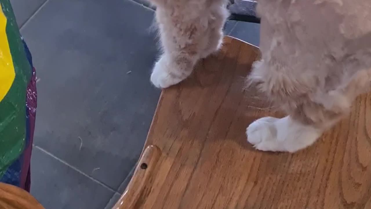 Partially Shaved Cat Shares His Opinions