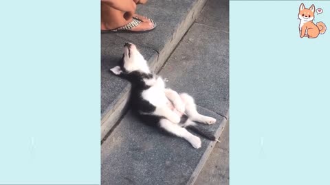 drown in cuteness overload with these pups and their antics