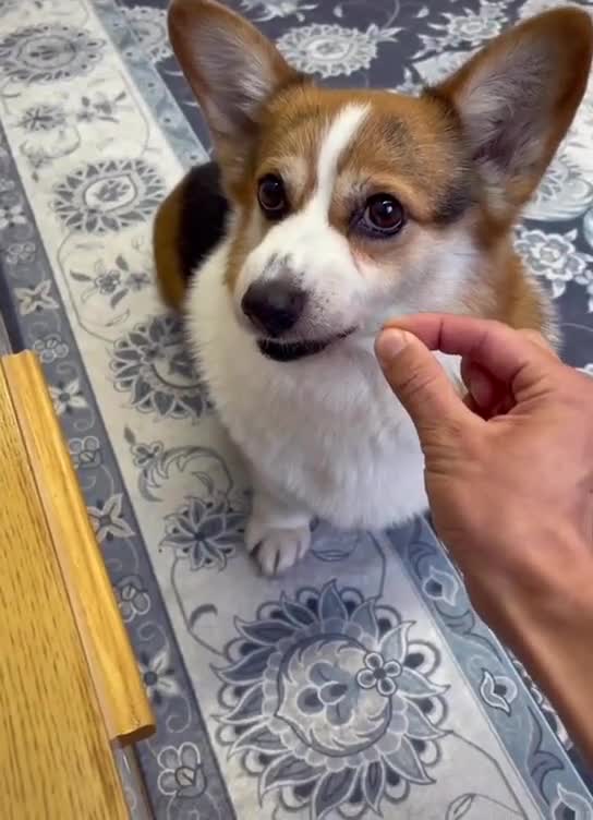 #chien #animaux #drole #pourtoi