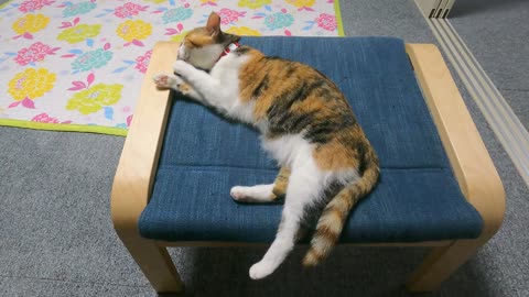 Korean cat mongsil-i(cat) is grooming