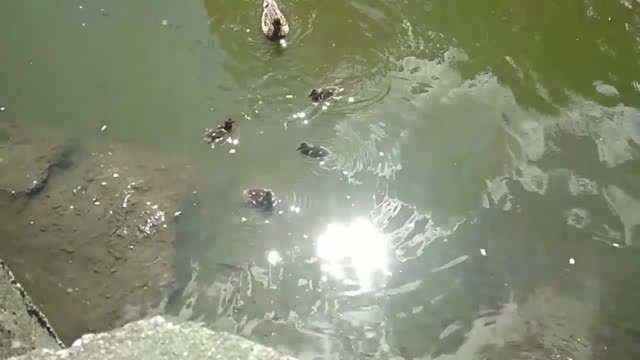 Ducks in the river