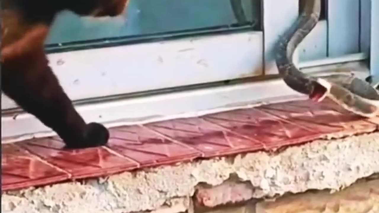 Cat vs Snake Super Fight Scene🤯🤯