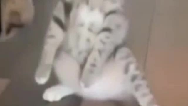 Funny cat video part 1