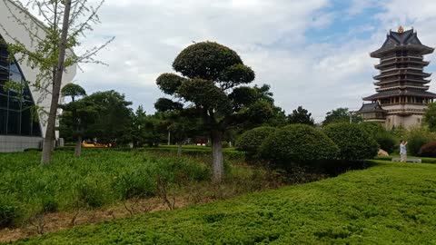 The shape of this tree is very strange.