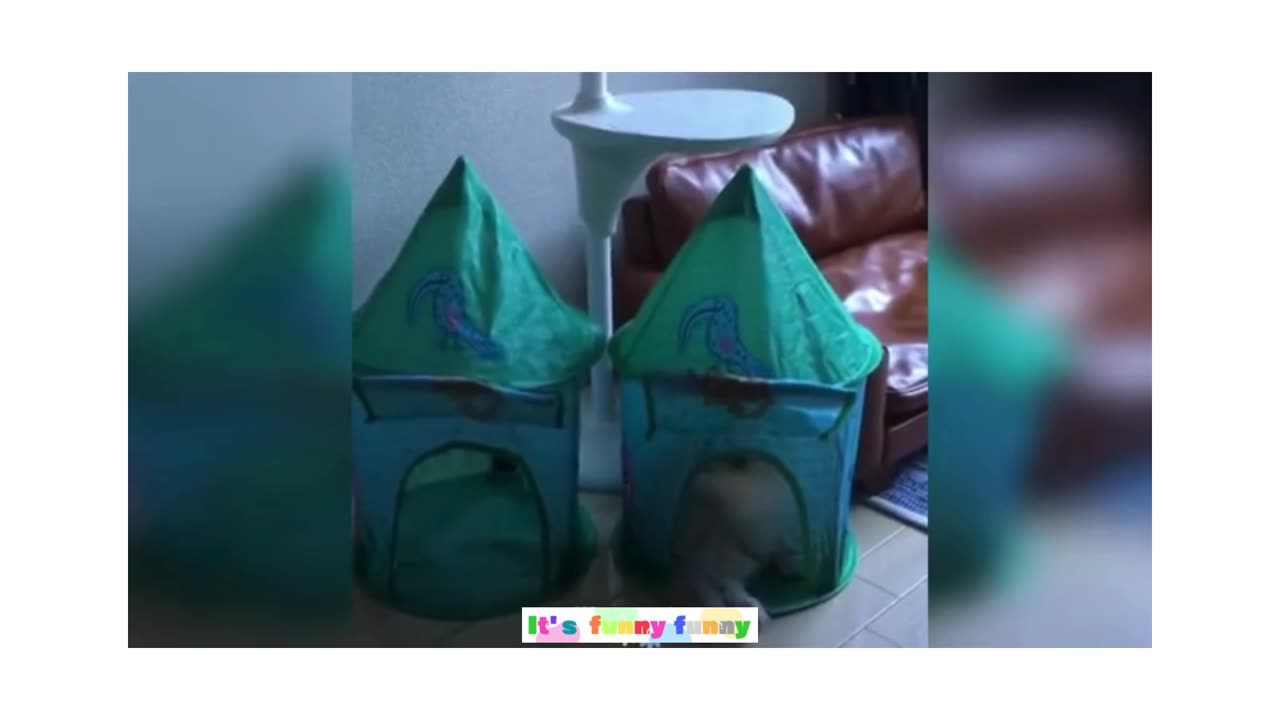 Healing animals 2