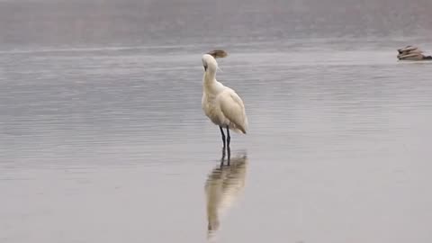 black-faced spoonbill