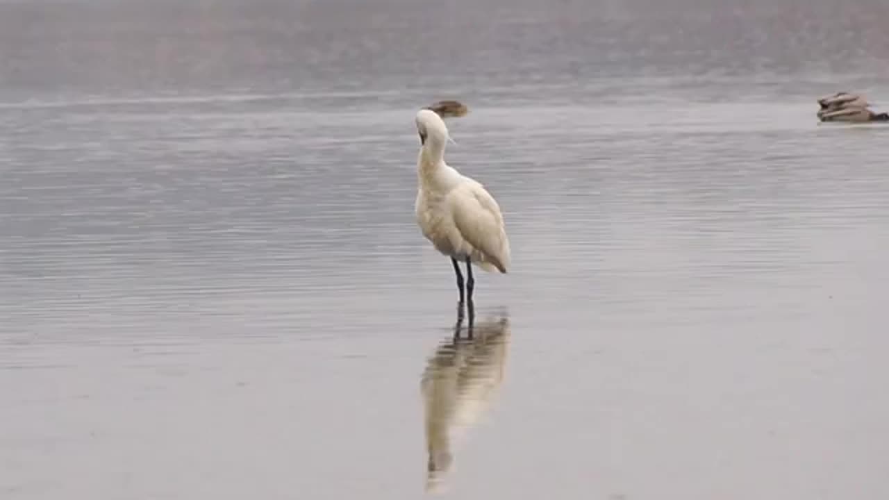 black-faced spoonbill