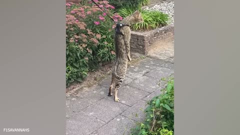 The Best FUNNY ANIMALS VIDEOS of All Time 🤣 Ultra Funny CATS and DOGS videos