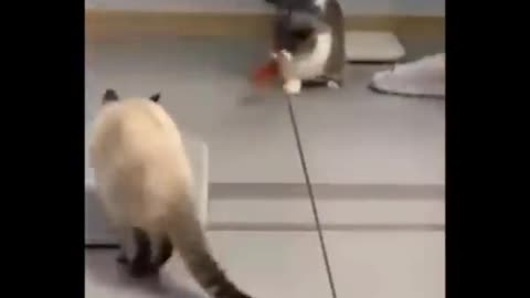 Cats, so Many Cats