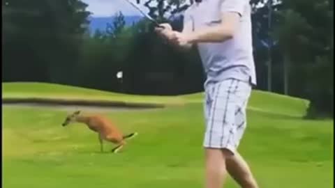Horse, deer and turtle gone wild but ended up funny video