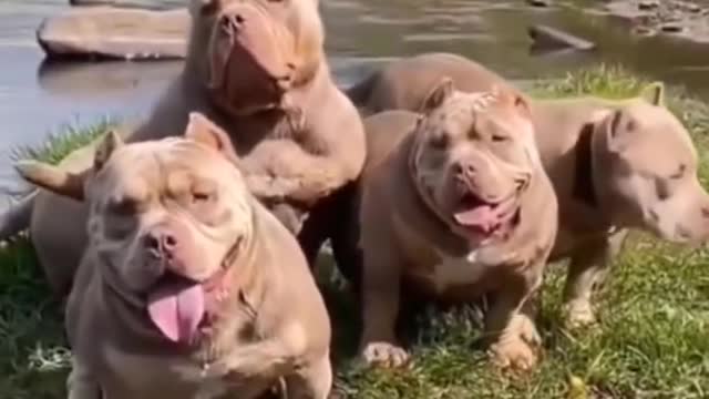 Short video pitbull video funny dogs