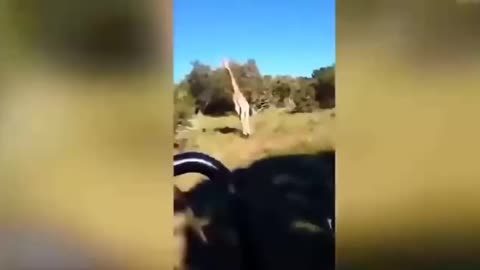 giraffe running after tourists